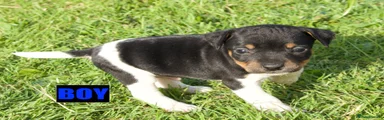 Jack Russell 4