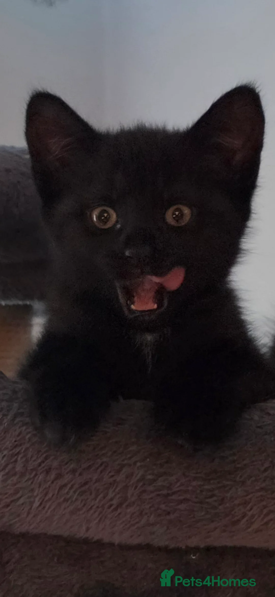 Mixed Breed cats for sale: Bengal X  - Advert 2