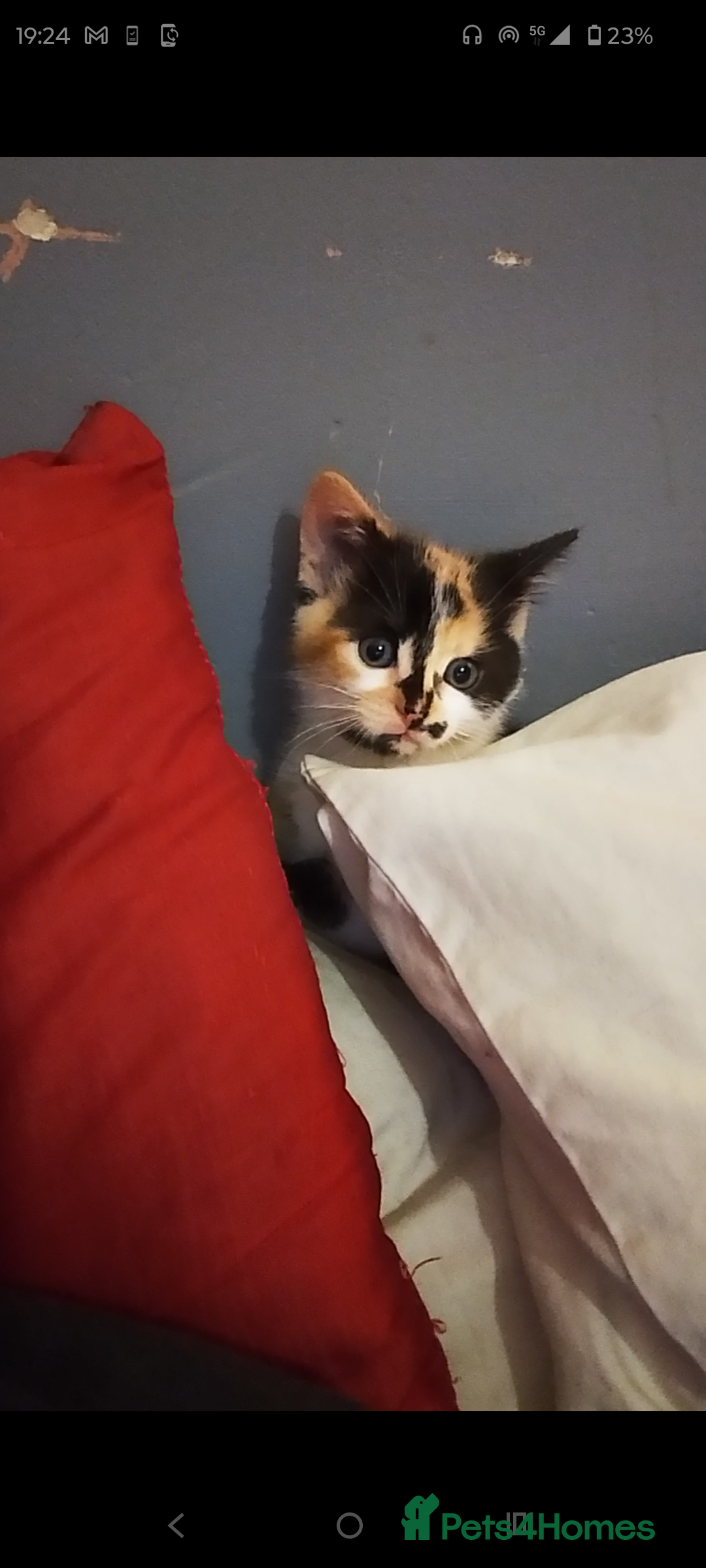 British Shorthair cats for sale: Female kitten ready to go to forever home  - Advert 3