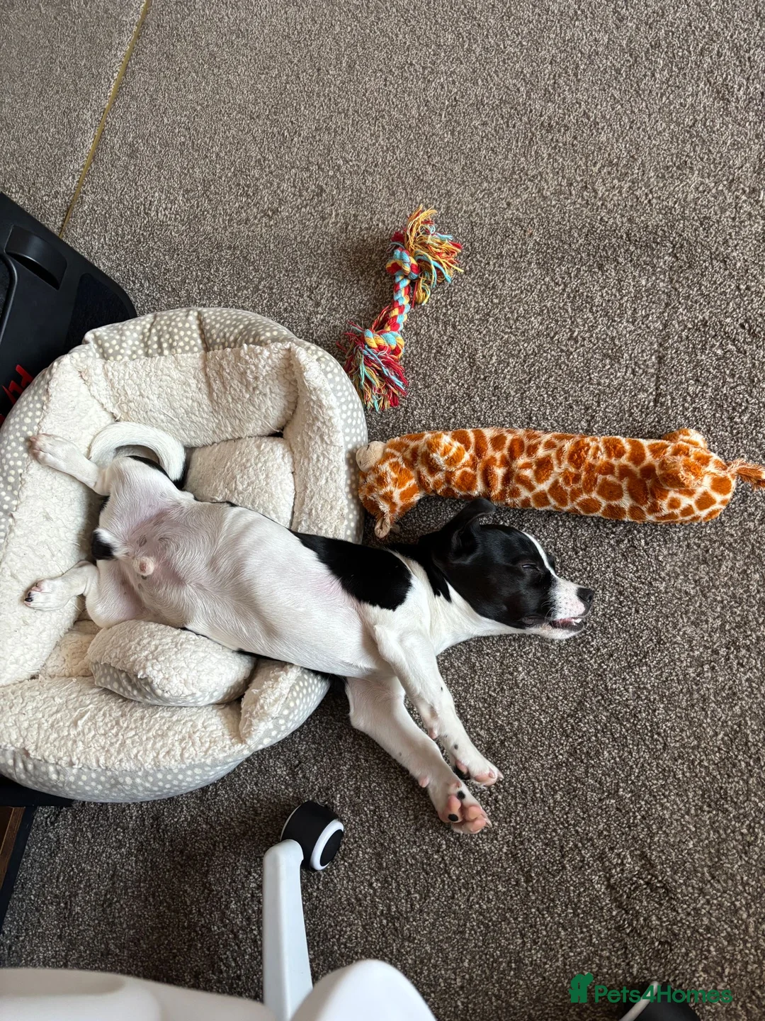 Mixed Breed dogs for sale: Pup Looking for New Home - Advert 3