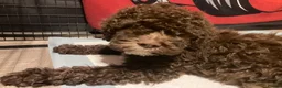 Lagotto Romagnolo dogs for sale: Pedigree Lagotto Romagnolo Puppies - Advert 9