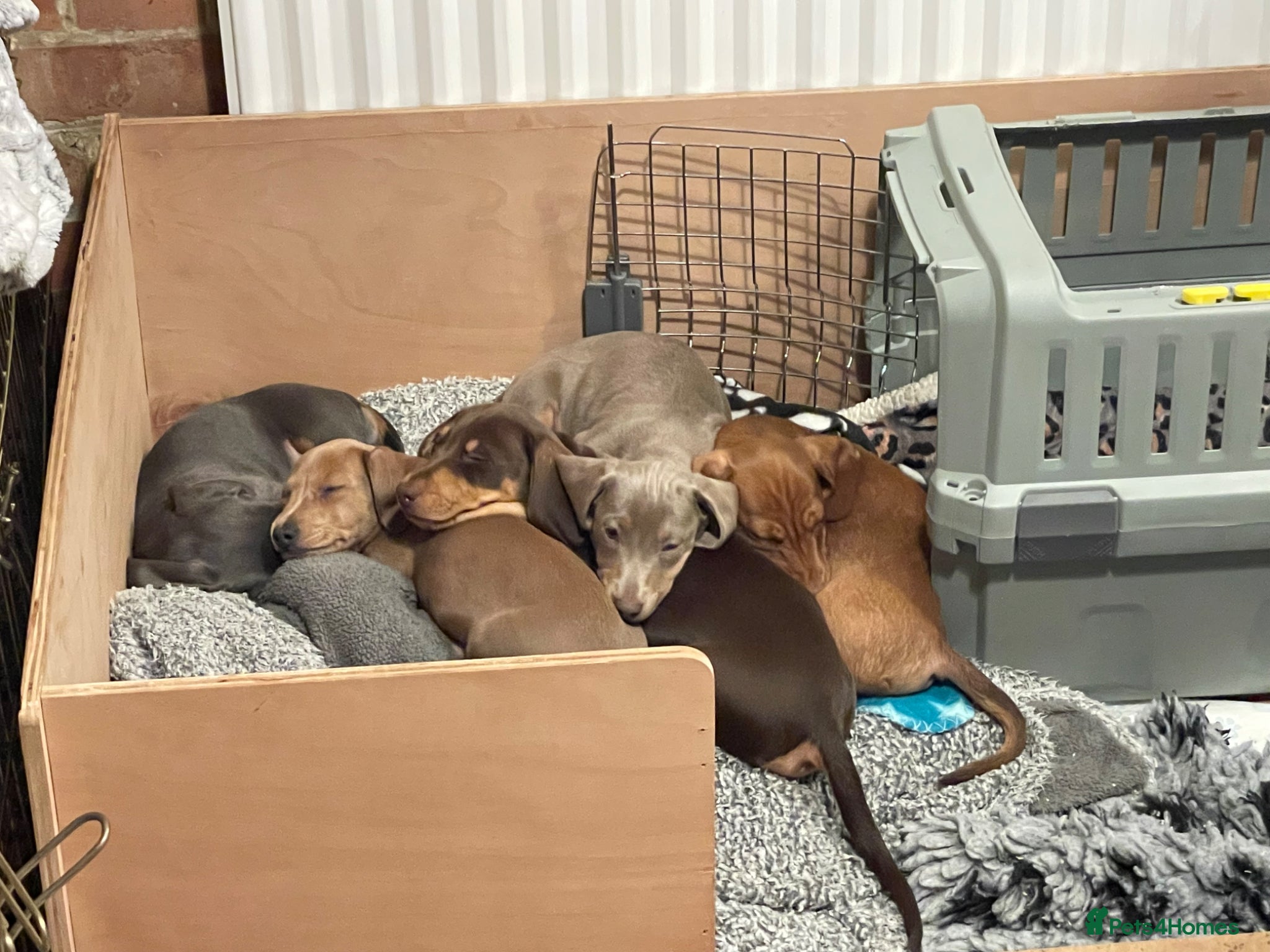 Miniature Dachshund dogs Mini Dachshund Pups ISABELLA & BLUE ISABELLA - Advert 11