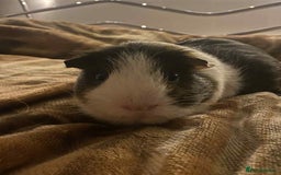 Guinea Pig rodents for sale: Macao and Midas  - Image 2