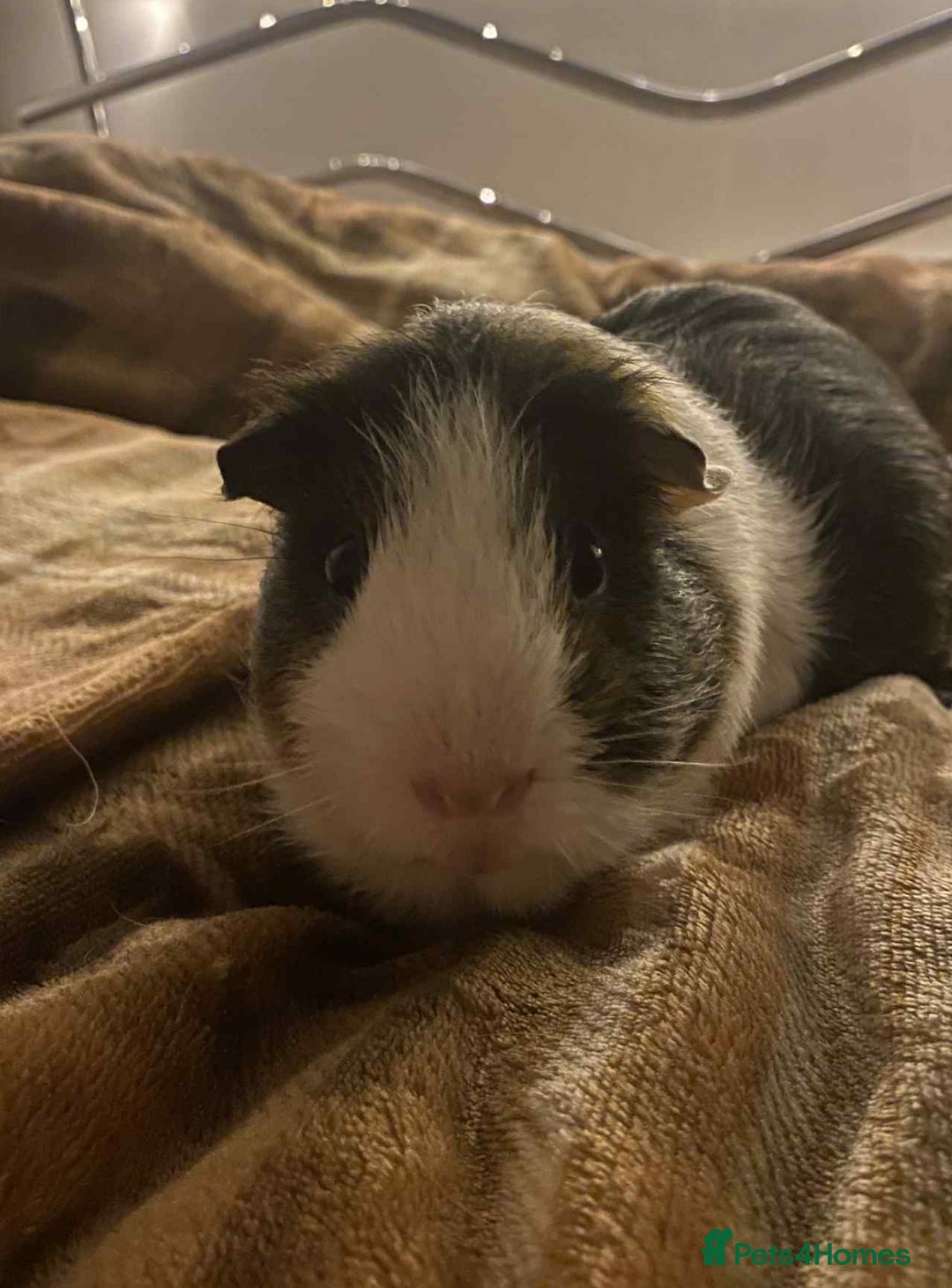 Guinea Pig rodents for sale: Macao and Midas  - Image 2