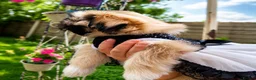 Shih Tzu dogs for sale: Beautiful Shih Tzu puppy available - Advert 16