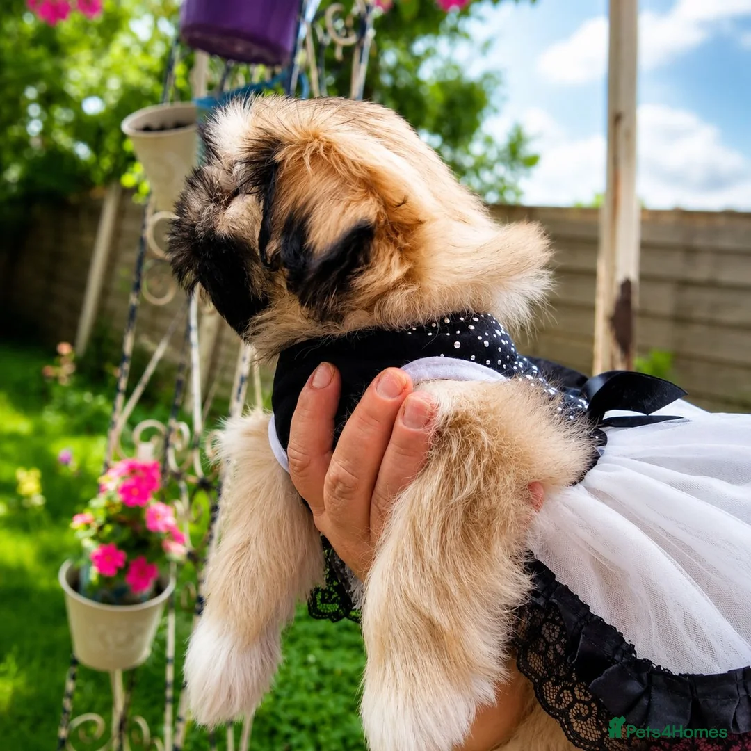 Shih Tzu dogs for sale: Beautiful Shih Tzu puppy available - Advert 16