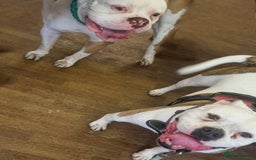 American Bulldog dogs for sale: American bulldog puppy female - Image 9