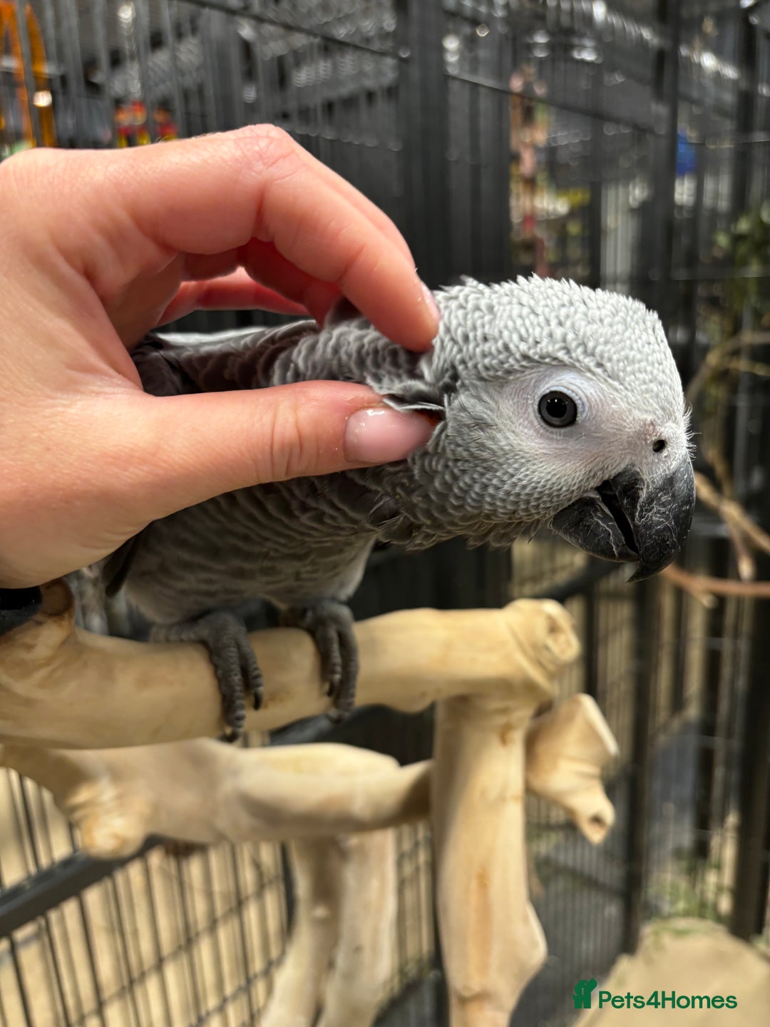 Parrots birds for sale: Gorgeous hand reared African Grey Baby  - Image 4
