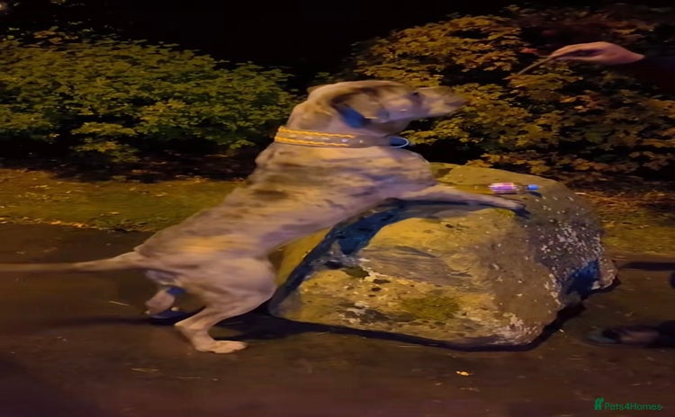 Cane Corso dogs - Advert 1