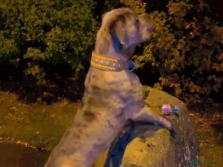 Cane Corso dogs for sale - Advert 1