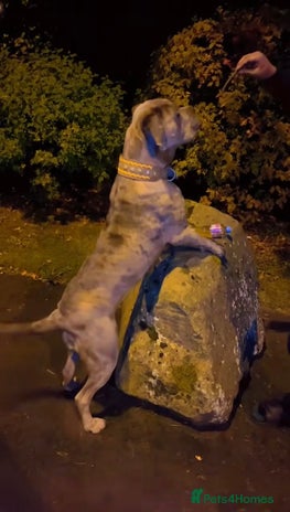 Cane Corso dogs - Advert 1