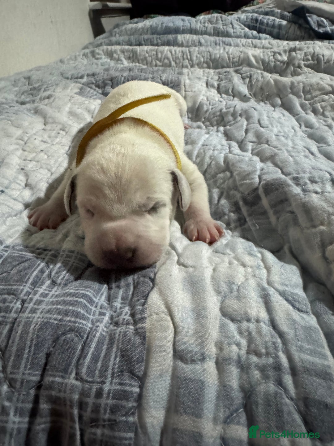 Dalmatian dogs for sale: KC Registered Dalmatian pups! - Advert 16