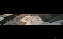 American Bulldog dogs for sale: American Bulldog Puppies – Ready Now! - Image 22