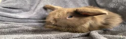 Mini Lop rabbits for sale: Mini lops ready to reserve  - Advert 8