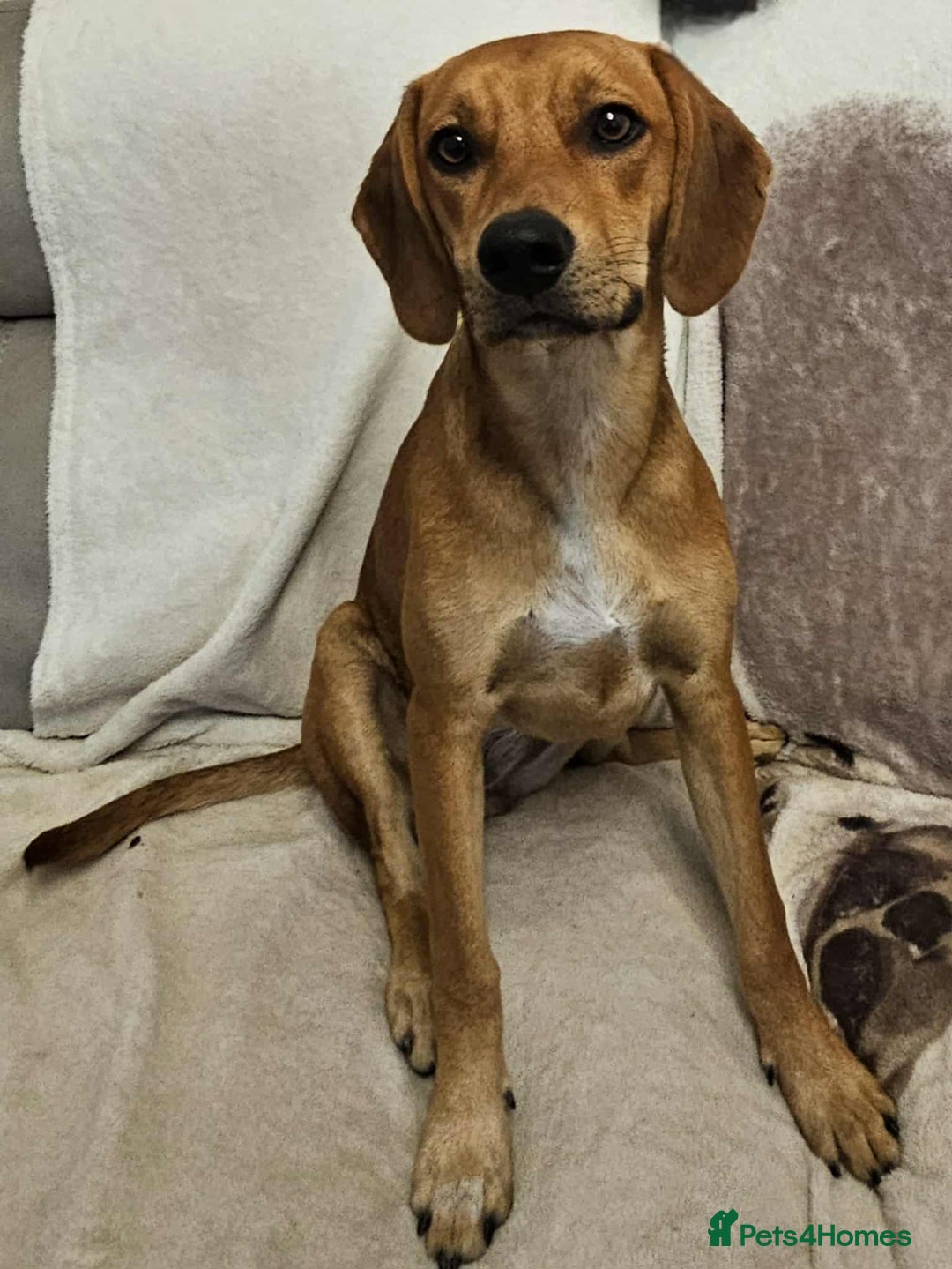 Mixed Breed dogs for adoption: RUBY – 7.5 months old, girl, Mix with Vizla / Lab - Image 2