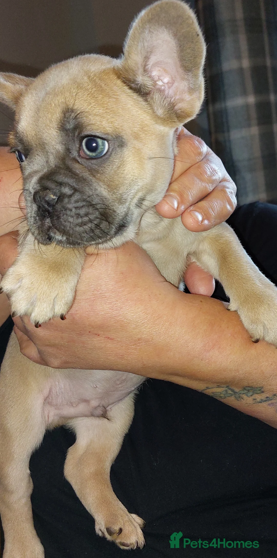 French Bulldog dogs for stud: kc French Bulldog Stud - Advert 12