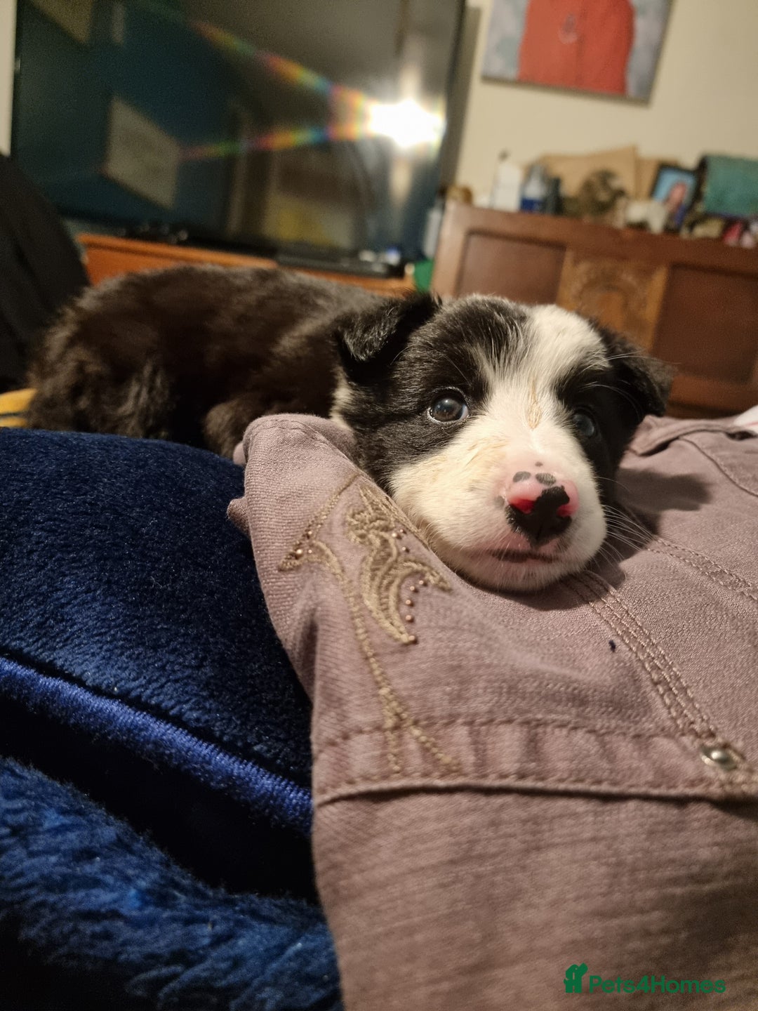 Mixed Breed dogs for sale: Working like border collie x Welsh collie - Image 2