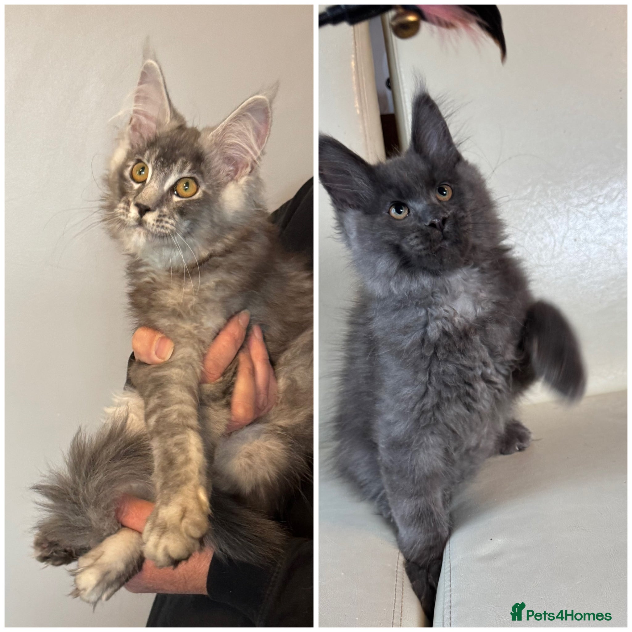 Maine Coon cats Ready Now Quality TICA Maine Coons active possible - Advert 1