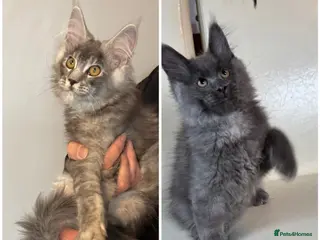 Maine Coon cats for sale: Ready Now Quality TICA Maine Coons active possible - Advert 2