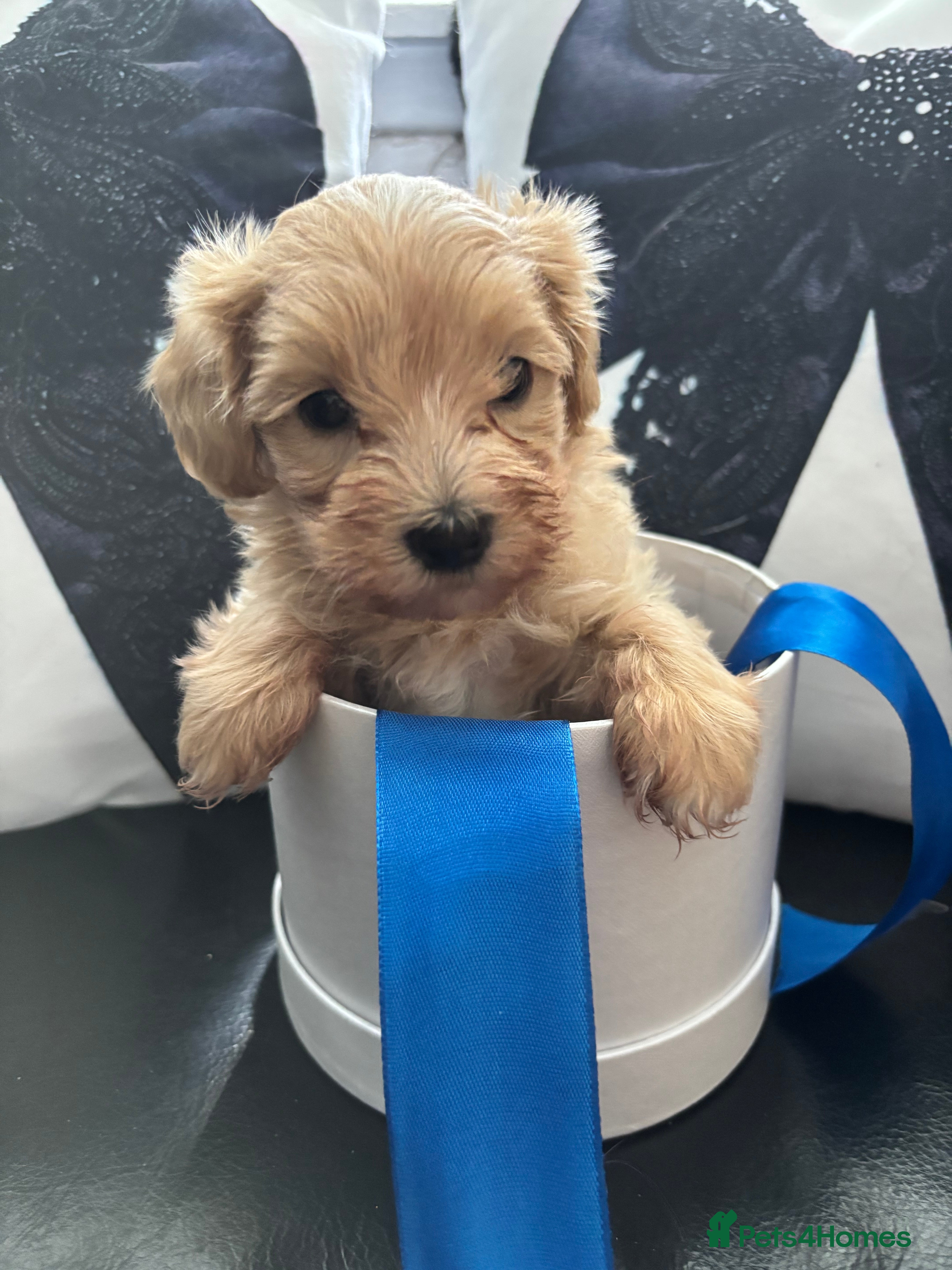 Maltipoo dogs F1 Maltipoo male puppy now reduced  - Advert 3