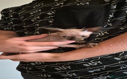 Sphynx cats for sale: Silver elf and black little babies - Image 13