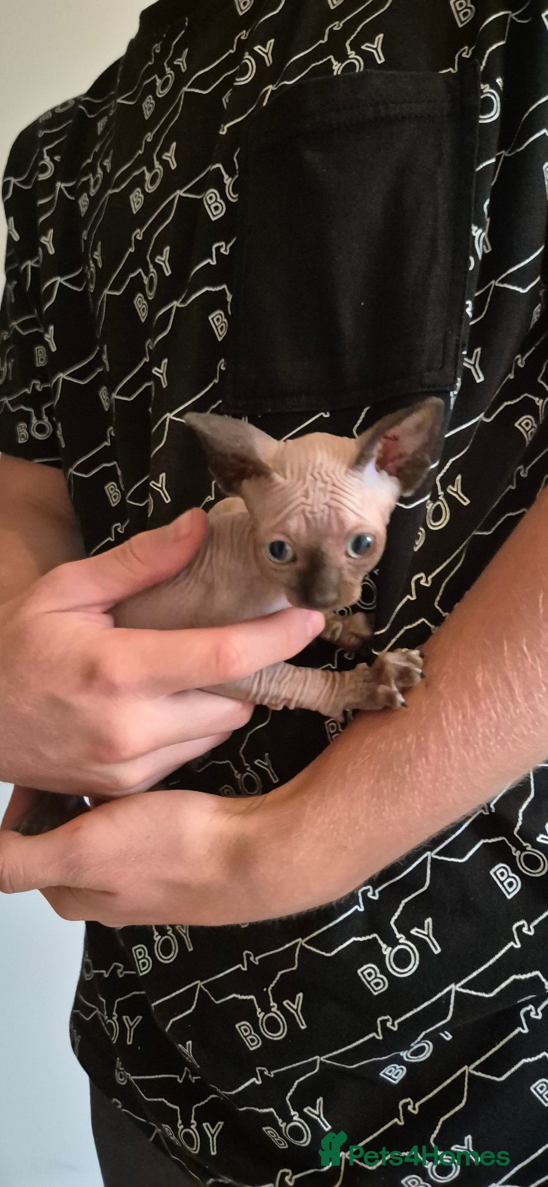 Sphynx cats for sale: Silver elf and black little babies - Image 13
