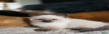 Ragdoll 1