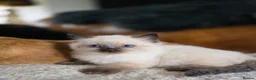 Ragdoll cats for sale: Gorgeous Ragdoll Kittens - Advert 7