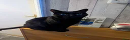 British Shorthair cats for sale: 2 indoor house cats - Advert 6