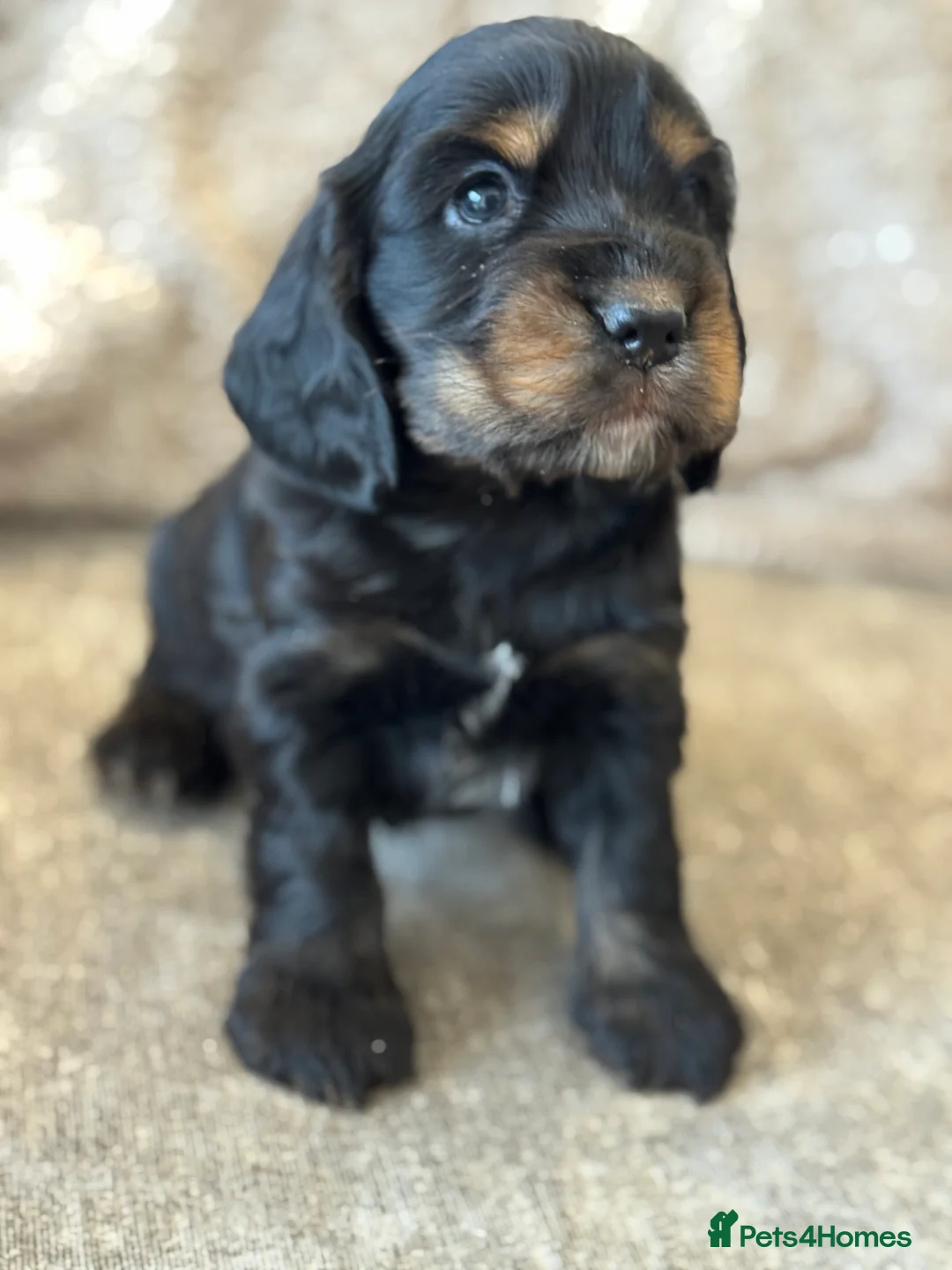 Cocker Spaniel dogs for sale: 100% SHOWTYPE COCKERS KC REGISTERED HEALTH TESTED  - Advert 6
