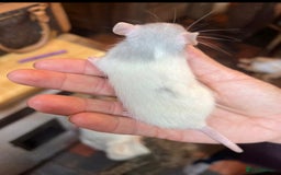 Rat rodents for sale: Dumbo x fancy rats  - Image 5