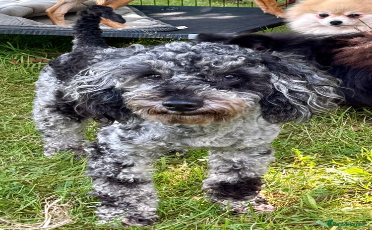 Poodle dogs - Advert 1
