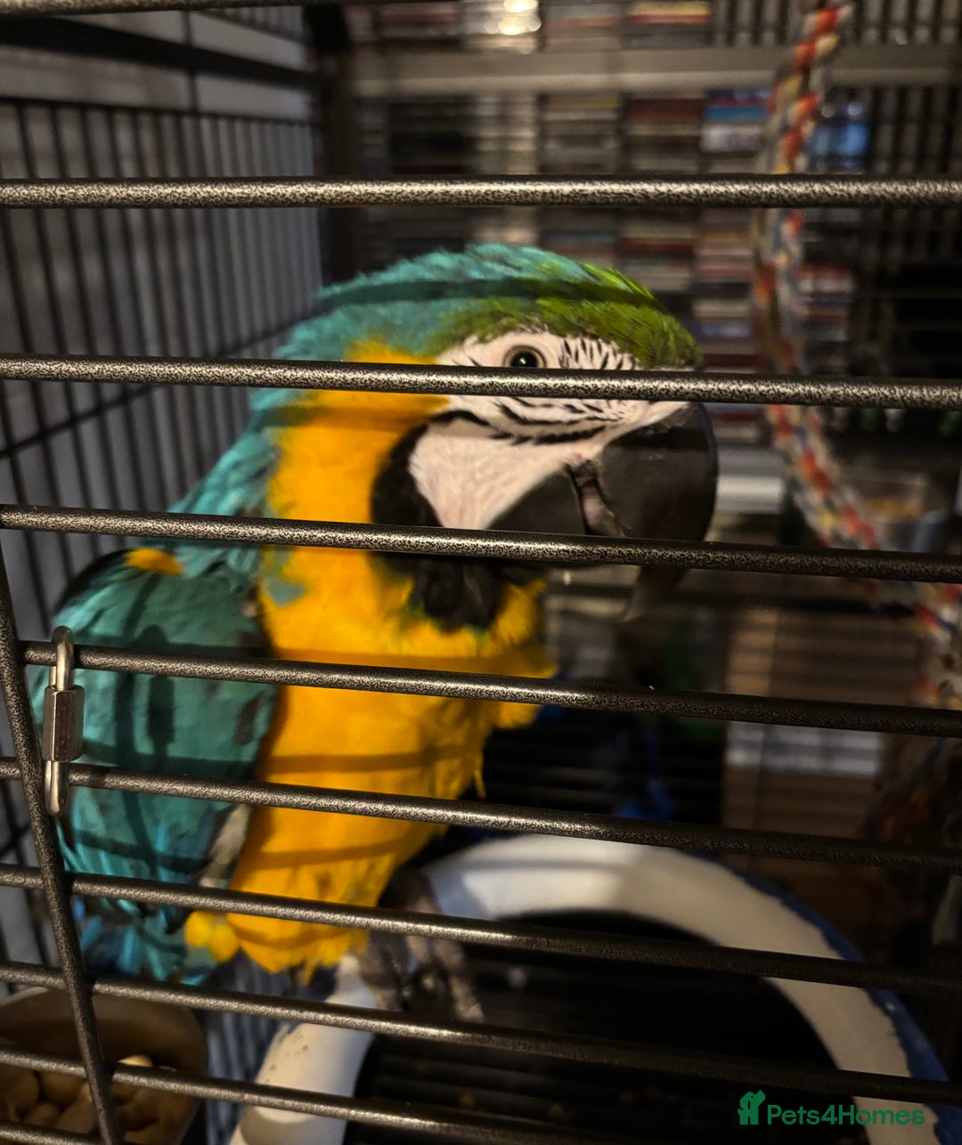 Parrots birds for sale: Blue and gold macaw  - Advert 4