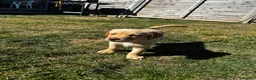 Labrador Retriever dogs for sale: 9 beautiful Labrador puppies  - Advert 11