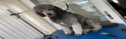 Standard Poodle dogs for stud: Silver standard poodle  in Wakefield - Advert 4