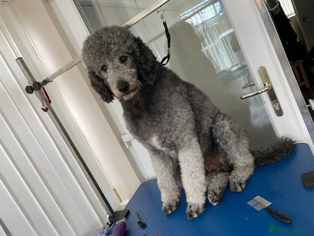 Standard Poodle dogs for stud: Silver standard poodle  in Wakefield - Advert 4