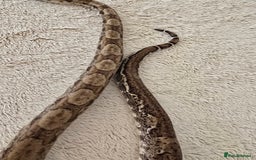 Boa Snake reptiles for sale: Boa Constrictor Job Lot – 3 Stunning 2022 Boas - Image 10