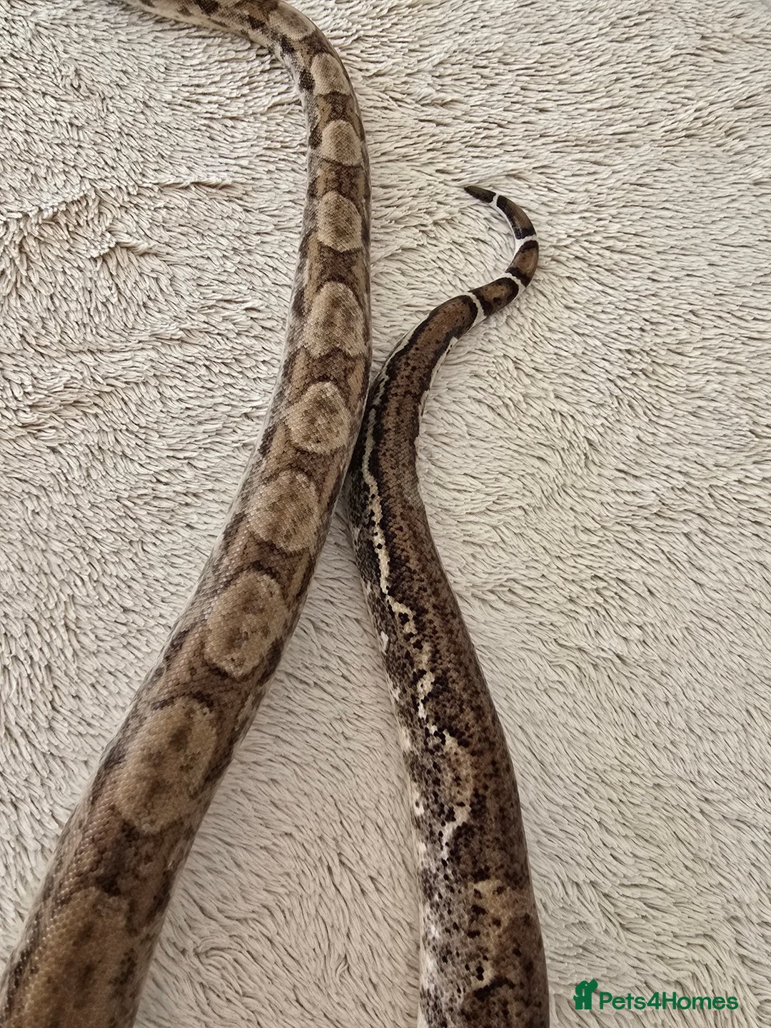 Boa Snake reptiles for sale: Boa Constrictor Job Lot – 3 Stunning 2022 Boas - Image 10
