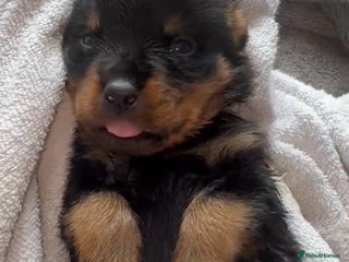 Rottweiler dogs - Advert 11