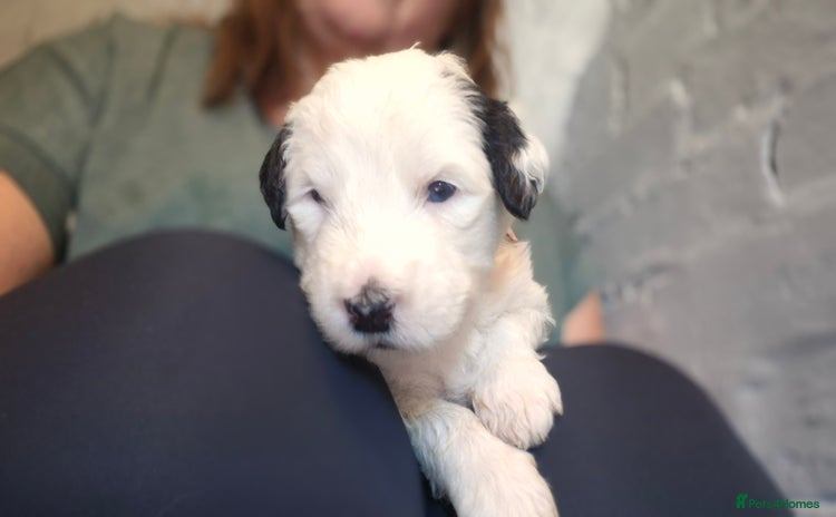 Mixed Breed dogs - Advert 4