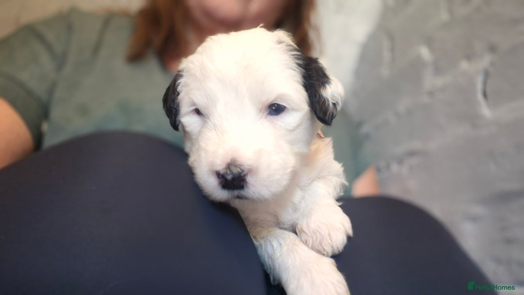 Mixed Breed dogs for sale: Old English Sheepdog puppies  OES X Golden Oldie - Image 2