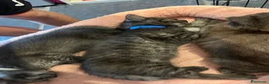 British Shorthair Kitten 4