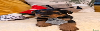 Airedale Terrier Puppy 4