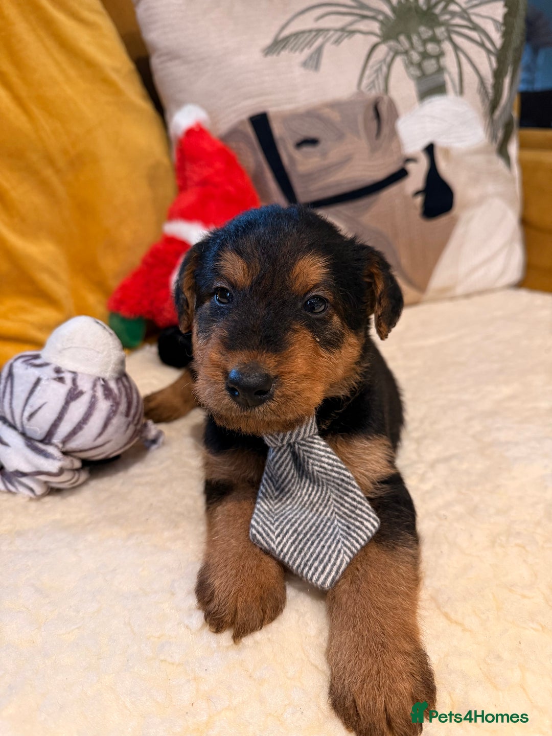 Mixed Breed dogs for sale: Airedale puppies  - Advert 23