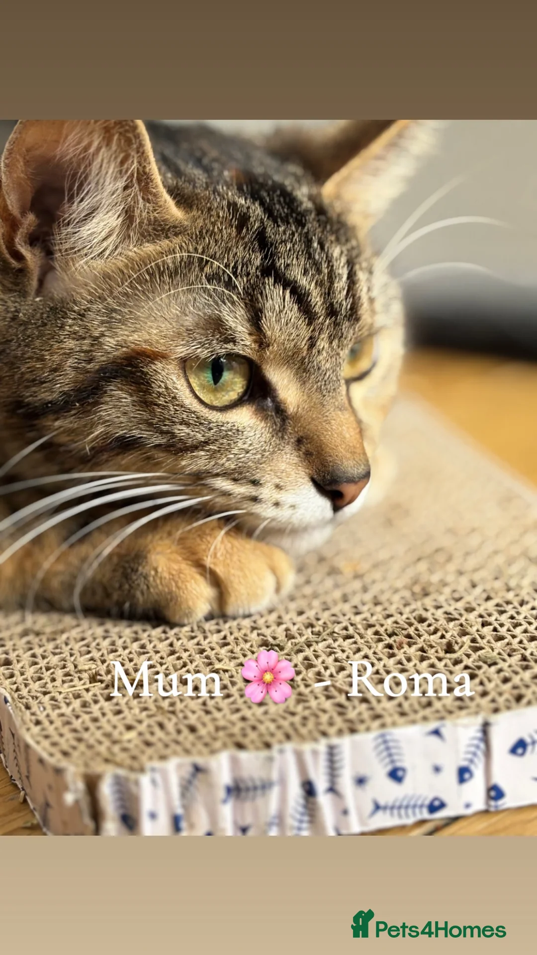 Mixed Breed cats for sale: Beautiful Domestic Shorthair Kittens 🐾 - Advert 6