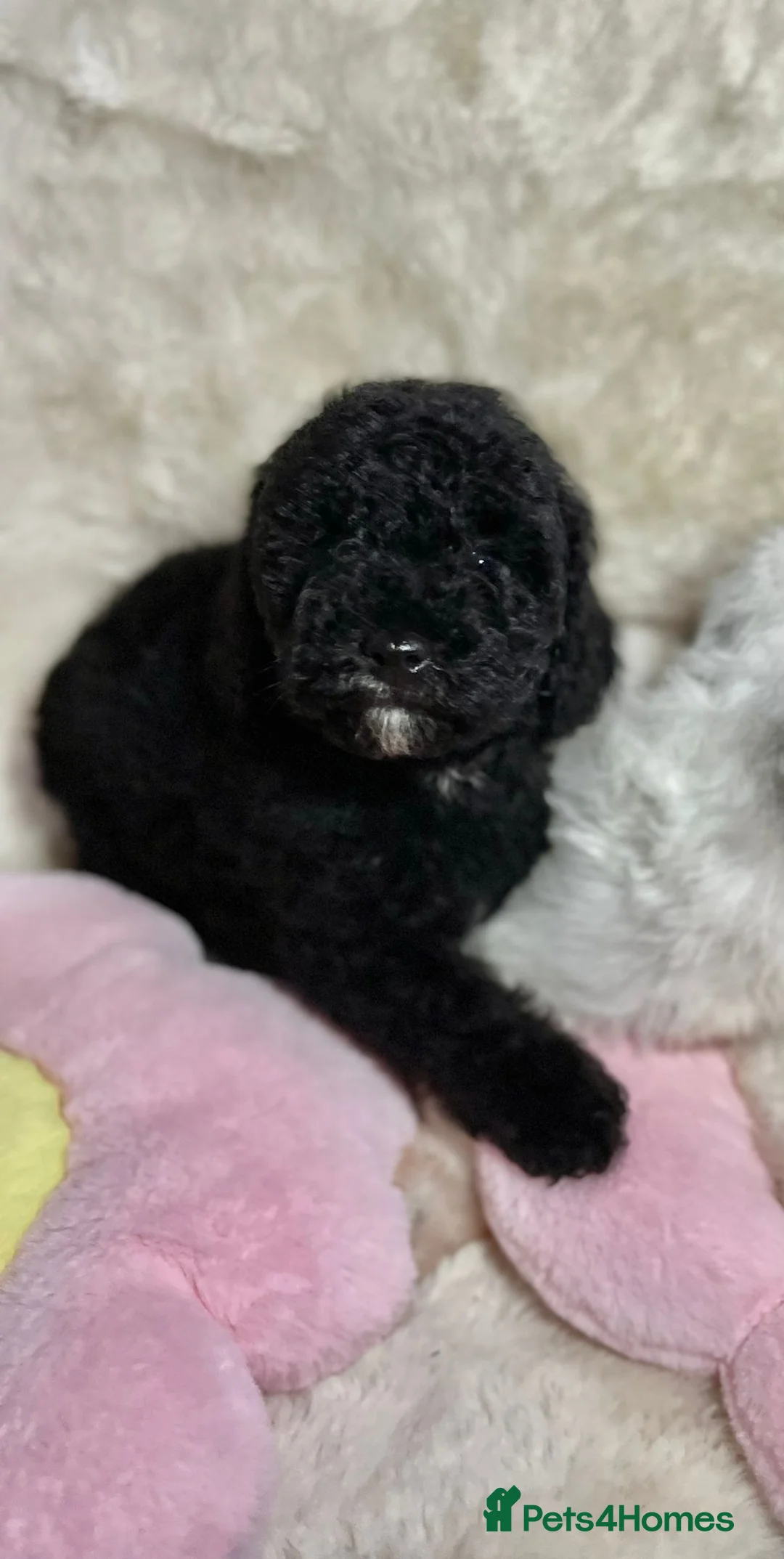Cavapoo dogs for sale: Beautiful cavapoo puppies ready now - Advert 16