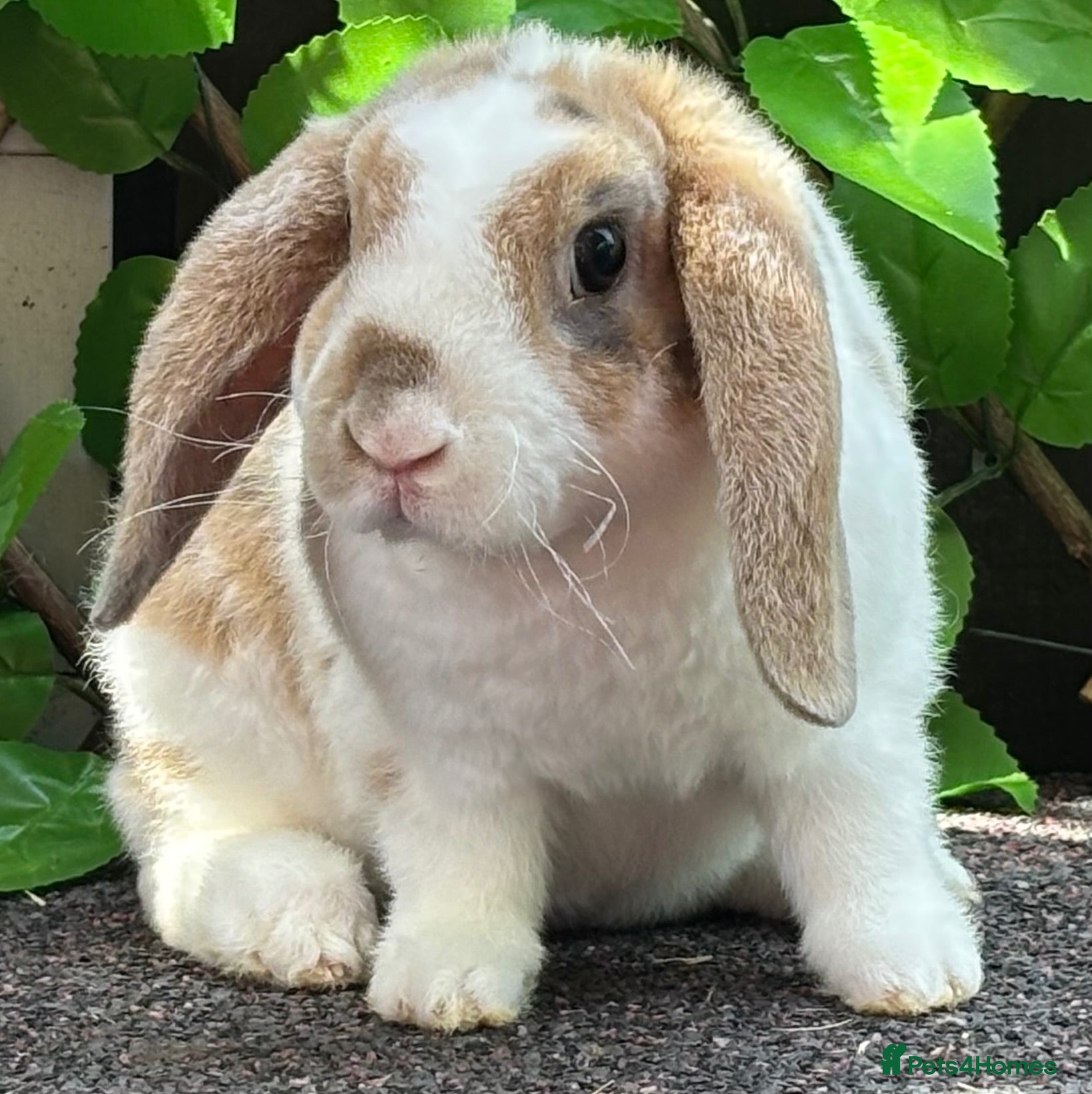 Mini Lop rabbits 2 Bucks. Hypoallergenic Fur. - Advert 8