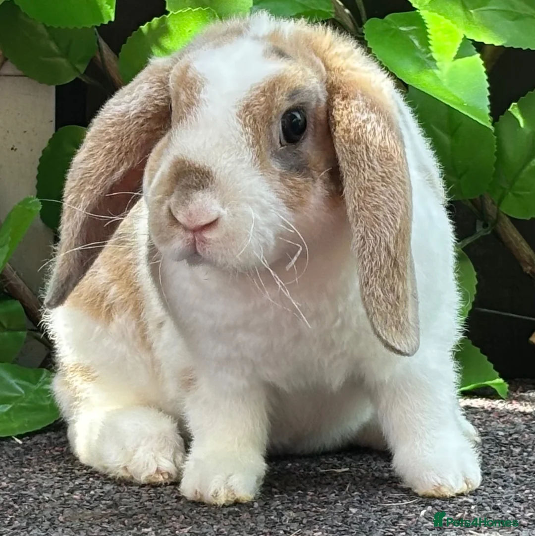 Mini Lop rabbits for sale: Mini Plush Lop - Hypoallergenic Fur. - Advert 1