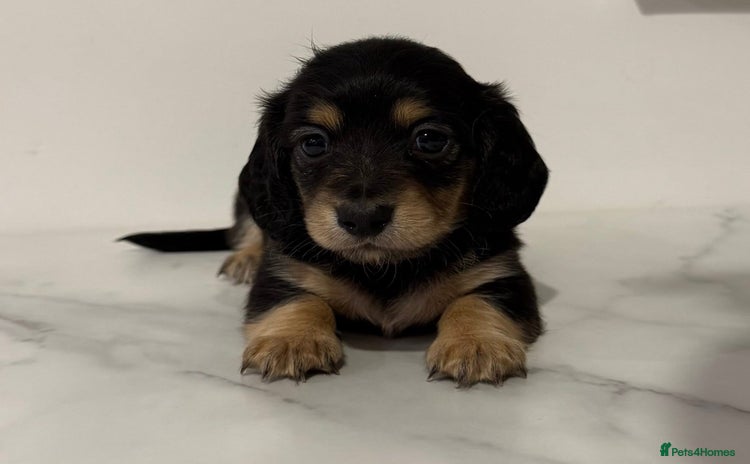 Miniature Dachshund dogs Long haired miniature dachshunds last girl !! - Advert 9