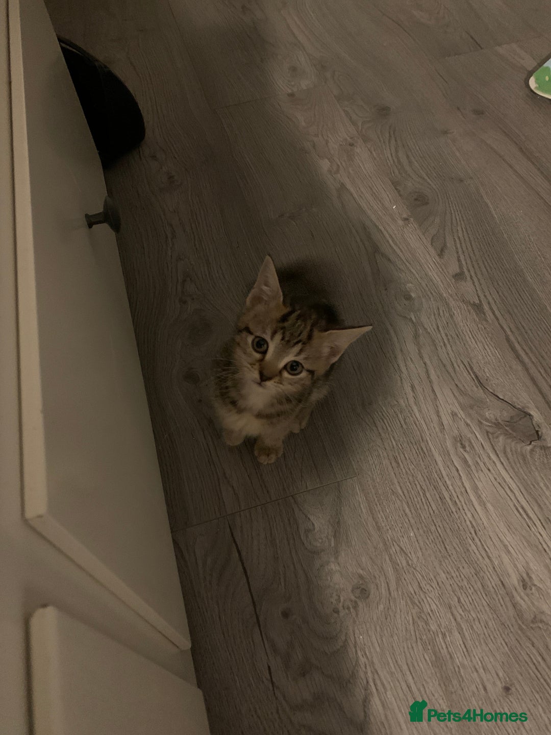 American Shorthair cats for sale: American shorthair tabby kittens  - Advert 5